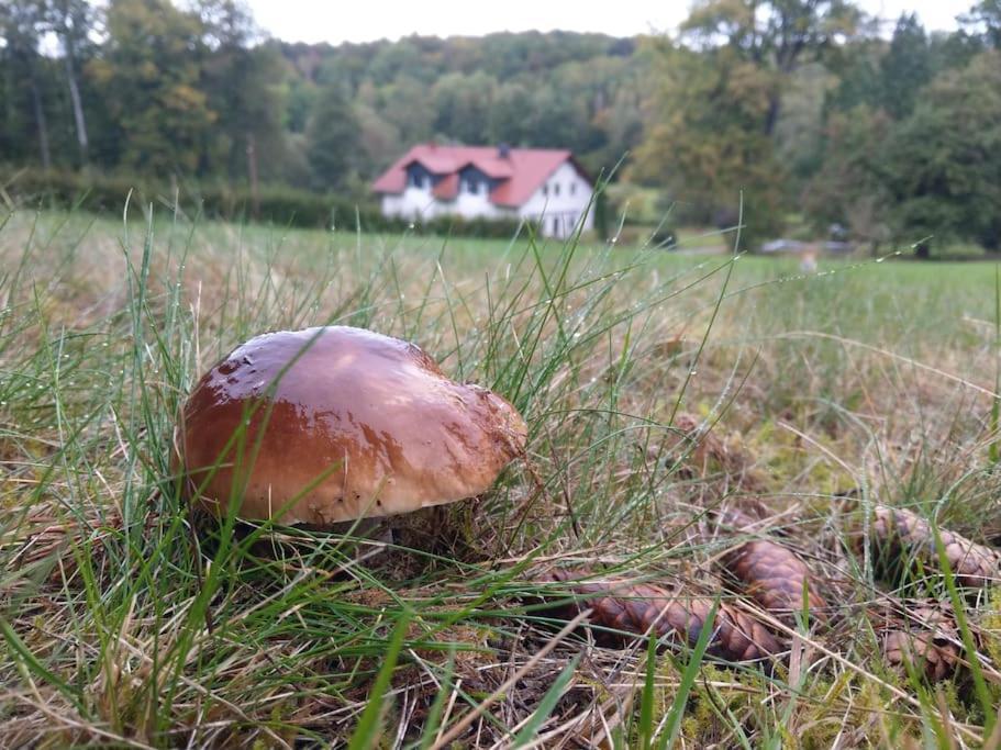Wald-Apartment Limabach - Oberfrohna Exteriér fotografie